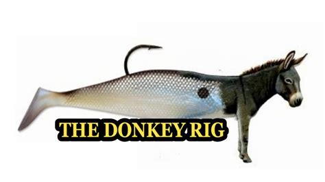FishDonkey .